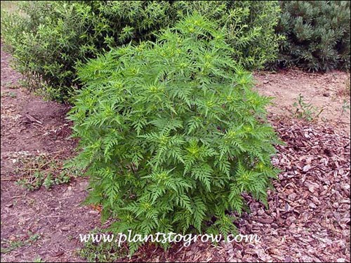 A plant I let grow in my garden to make a good photo specimen.